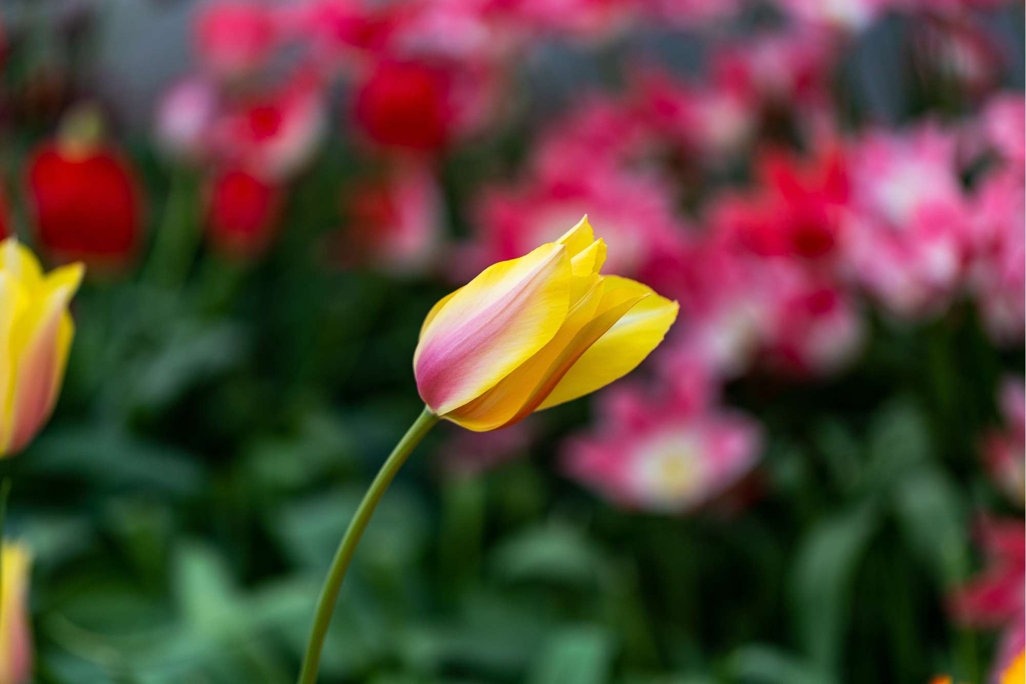 Tulpe 'Blushing Lady'